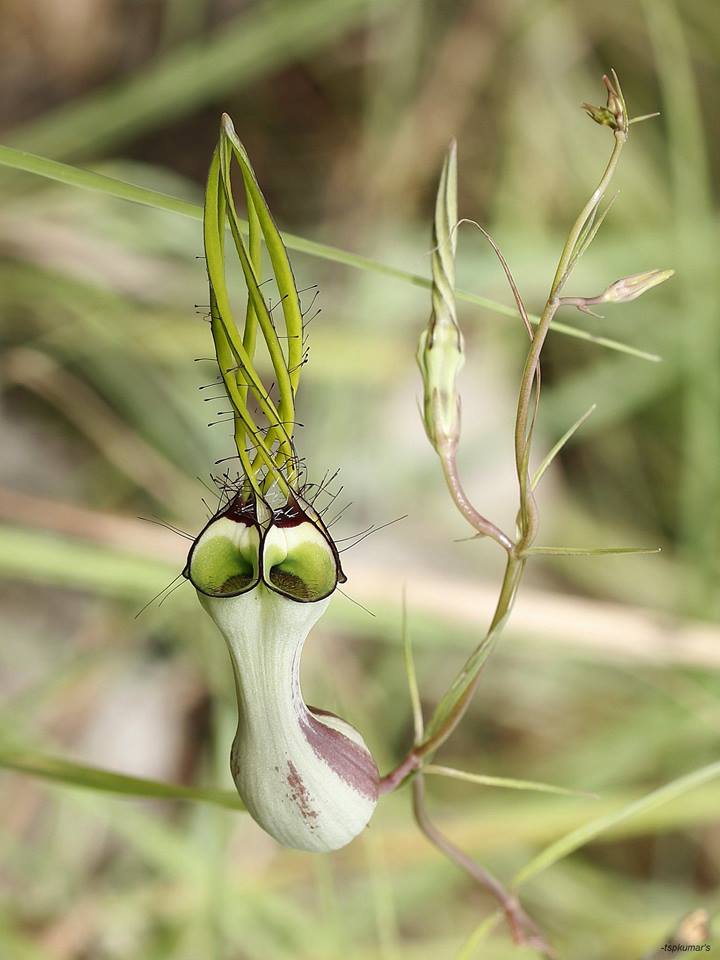 Ceropegia spiralis.jpg Ceropegia spiralis.jpg
